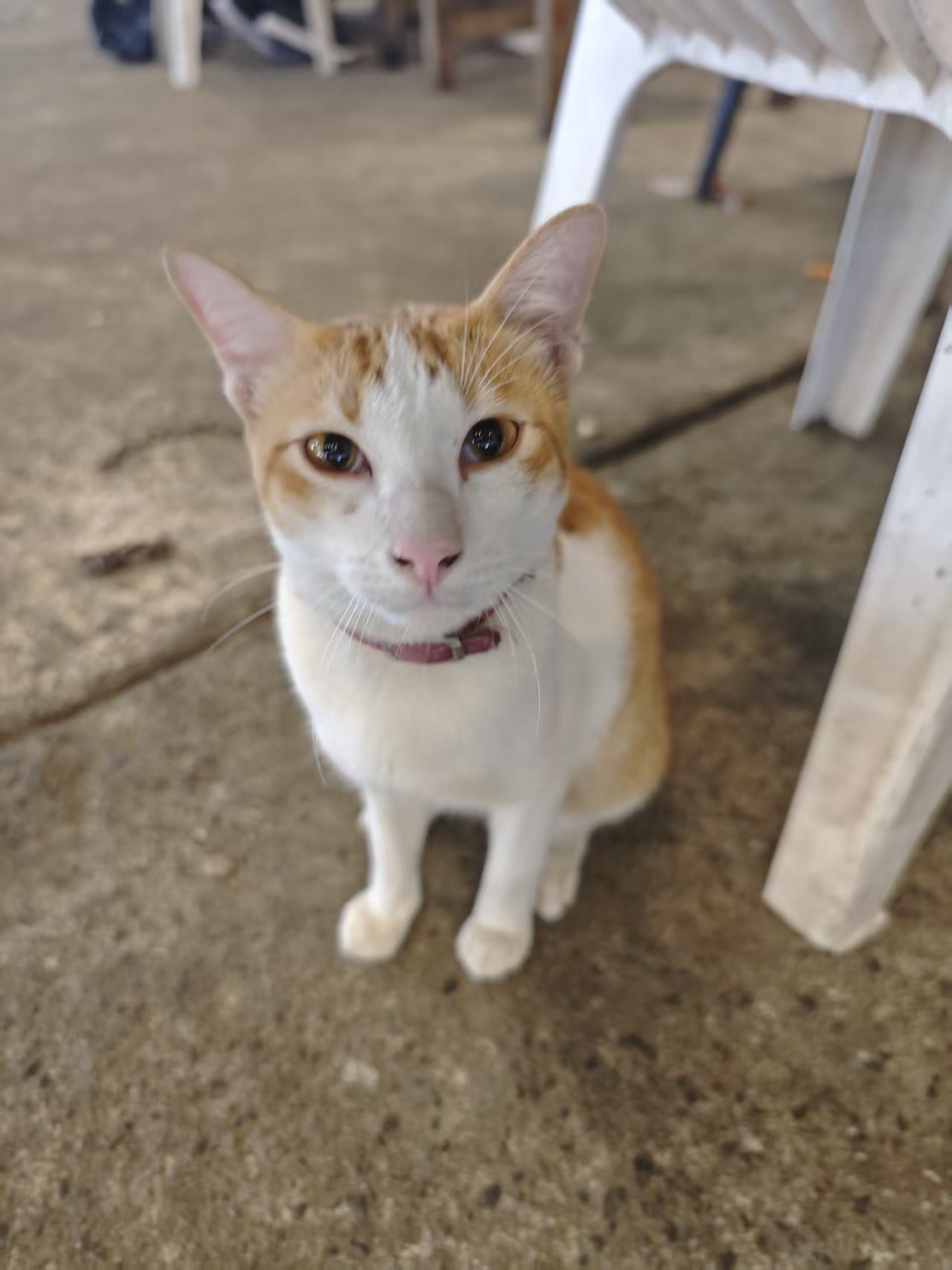 Orange-and-white cat